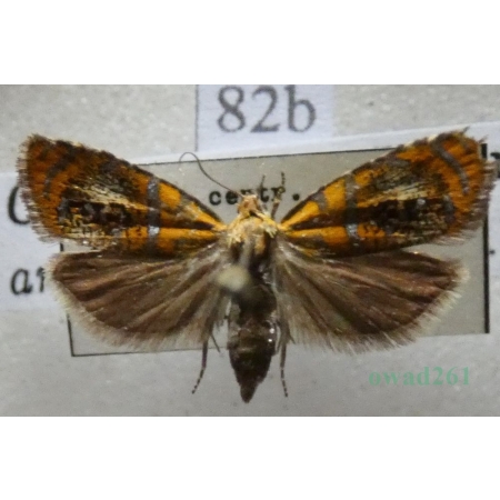 Olethreutes arcuella (Clerck, 1759) Czech82b